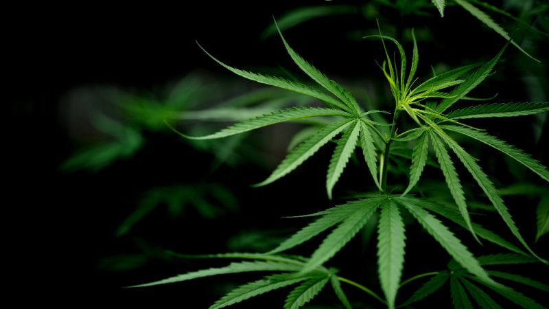 I prodotti CBD di GreenyLeaf